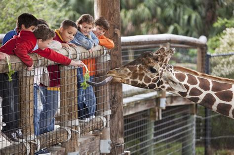 Do Zoos Do More Harm Than Good? Here are the Pros and Cons - Animal Sake