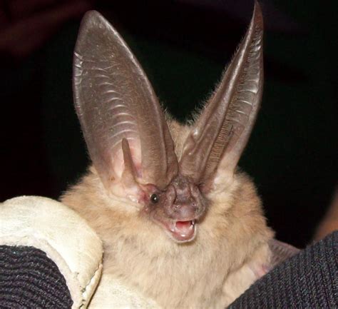 Earth Notes: Rare Bats in Red Rocks | KNAU Arizona Public Radio