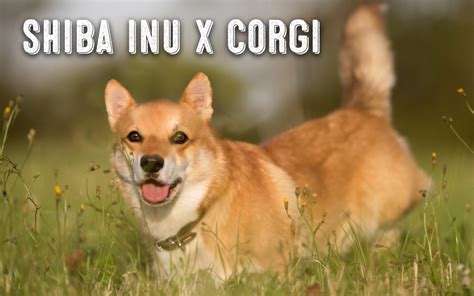 The Shiba Inu Corgi Mix - My First Shiba Inu