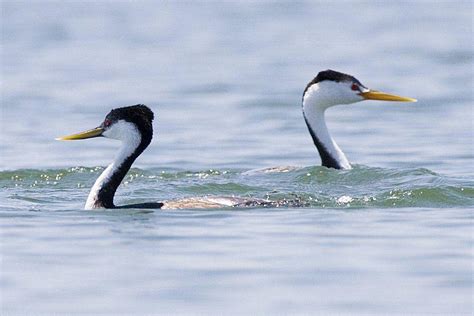 Celebrating Grebes at Lake Almanor | Audubon California