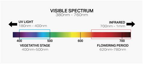 Grow Light Spectrum Explained: Ideal LED Spectrum for Plants