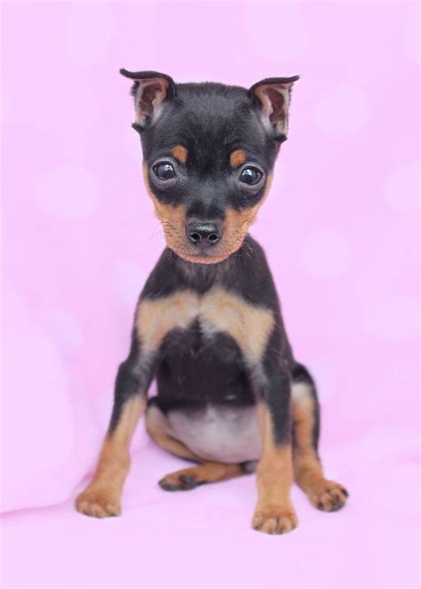 Miniature Pinscher (Min Pin) Puppies For Sale | Teacups, Puppies & Boutique