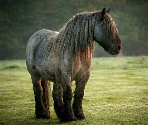 Pin on draft horses