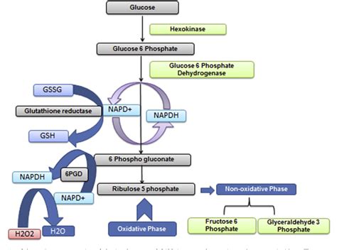 Figure 1 from Glucose 6 phosphatase dehydrogenase (G6PD) and ...