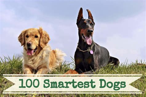 Dog Intelligence List Top 10 | tunersread.com