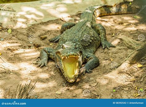 Alligator Stock Photo - Image: 58392542