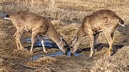 Deer / Elk / Moose – Wildlife Reference Photos for Artists