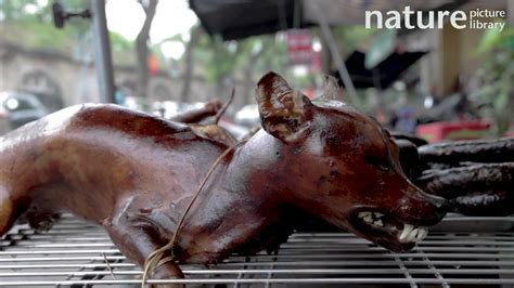 Cooked dog meat for sale at a market, Vietnam, 2022. - YouTube