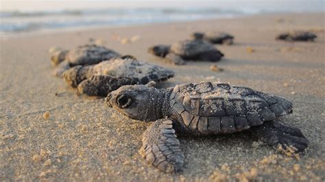 Sea turtle hatchling with 2 heads spotted at South Carolina beach – WPXI