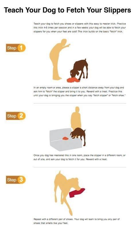 7 useful training tips to teach your puppy – Artofit