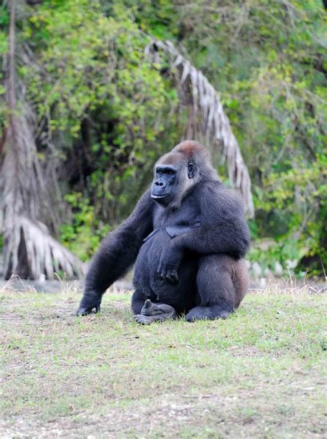 10 Most Amazing Miami Metro Zoo Animals | TourismInFlorida.com