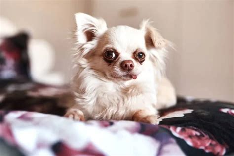 Meet The Lovable Pomchi Papillon Chihuahua Mix Today! - The Chihuahua Guide