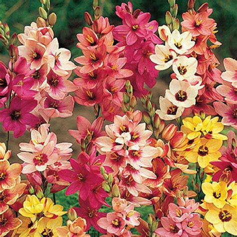 Van Bourgondien Twinkle Toes - Corn Lily Bulbs (25-Pack) 66269 - The Home Depot