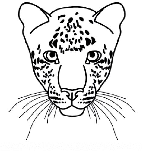 How to draw a leopard face sketch in 2020? | Leopard painting, Leopard drawing, Snow leopard drawing