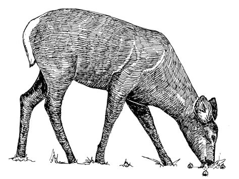 Fitxer:Animal line art drawing.jpg - Viquipèdia, l'enciclopèdia lliure