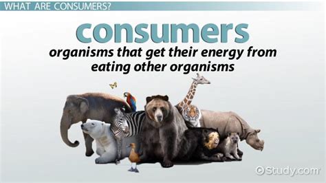 Ecology Consumer: Definition & Explanation - Video & Lesson Transcript ...