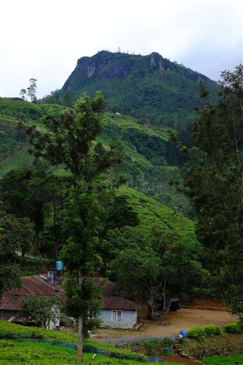 Nuwara Eliya Tea Plantations. Sri Lanka Stock Image - Image of large, nuwara: 168643903