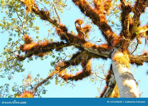 Top of Ceiba Tree at Caracol Archeological Site, Belize Stock Image ...