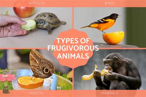 Frugivorous Animals - Animals That Eat Fruit Examples With Photos