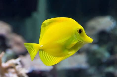 Yellow Tang • Care Guide (Tank Setup, Mates & Breeding)