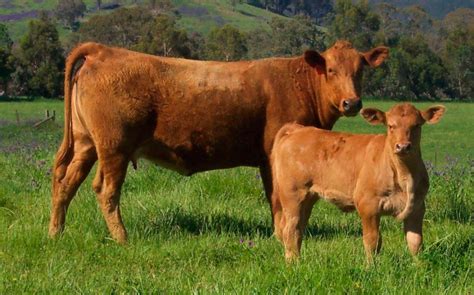 List of Native German cattle breeds - Native Breed.org