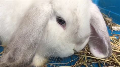 Mini Lop-Eared Bunny - 12 weeks old White Rabbit - YouTube