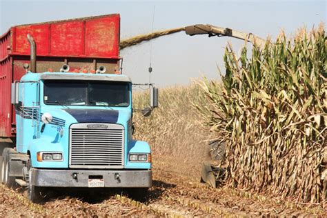 6 Tips to Remember Before Harvesting Corn Silage | Dairy Herd