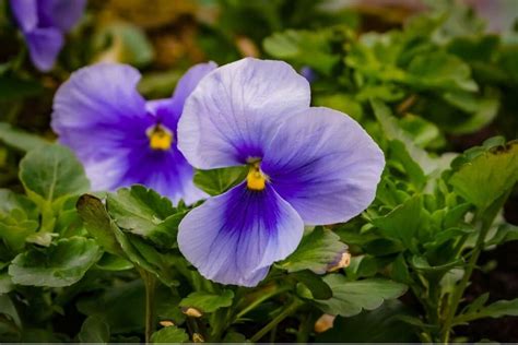 Violet Flower Meaning And Symbolism - Ultimate Guide | Florgeous