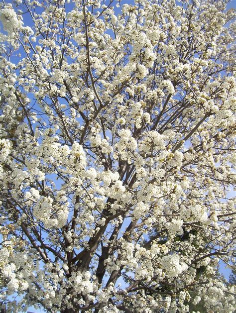 Ornamental White Flowering Plum trees | endeman farley | Flickr