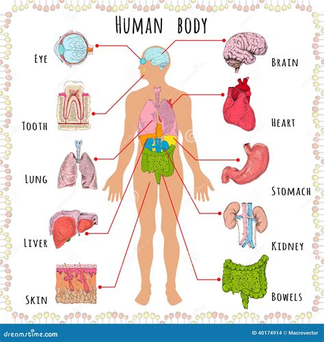 Demografico Medico Del Corpo Umano Illustrazione Vettoriale - Illustrazione di corpo, umano ...