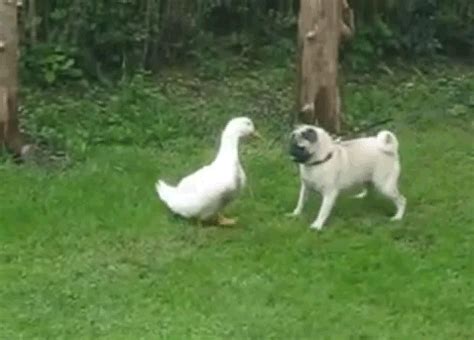 funny duck gif | WiffleGif