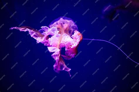 Premium Photo | Beautiful jellyfish medusa in the neon light with the fishes aquarium with blue ...