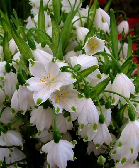 Leucojum aestivum - Leucojum aestivum - Flower Bulb Index 50/$20 | Bulb flowers, White flowering ...