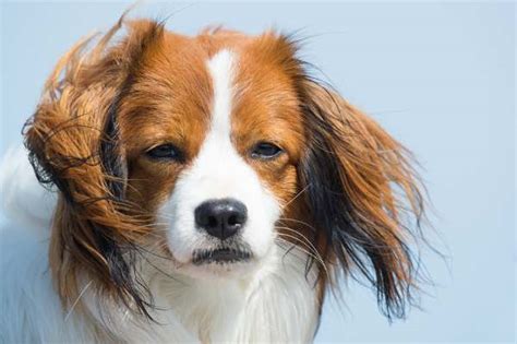 Kooikerhondje Complete Dog Breed Profile