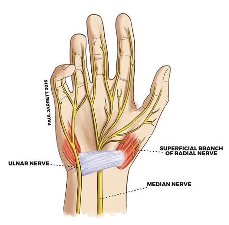 Mr Paul Jarrett | Hand and Wrist Anatomy | Murdoch Orthopaedic Clinic