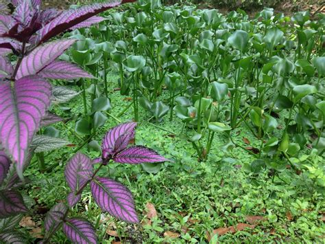 Tropical water plants | Water plants, Plants, Garden