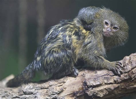 Double-delight with the birth of Pygmy Marmoset twins! - Adelaide Zoo