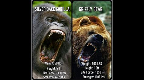 Gorilla Vs Man