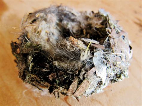 Hummingbird Nest