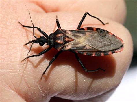 What 'kissing bugs' look like, how to tell them apart from stink bugs - Business Insider