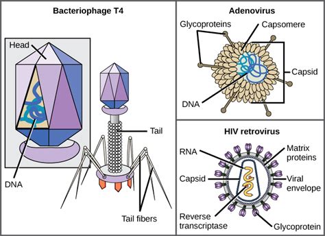 21.1 Viral Evolution, Morphology, and Classification | TEKS Guide