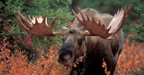 Watch a Gigantic Moose Chase Down a Racing Grizzly - A-Z Animals