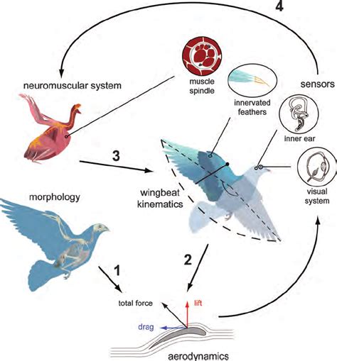 Integrated, multilevel systems approach to the study of bird flight ...