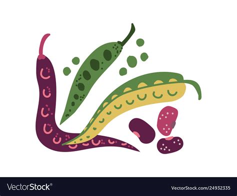 Green bean varieties fresh vegetable organic Vector Image