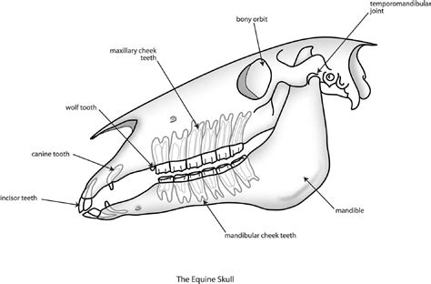 Equine Skull Anatomy, interesting facts. « Texas Equine Dentistry Blog