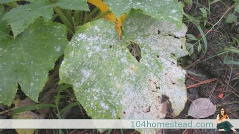 A Natural Guide to Powdery Mildew Treatment