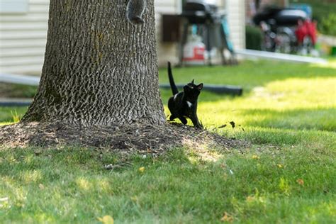 Cat Chasing Squirrel | Ben Gauger | Flickr