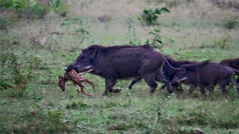 Deer hunters face unwanted competition as feral hog explosion thins ...