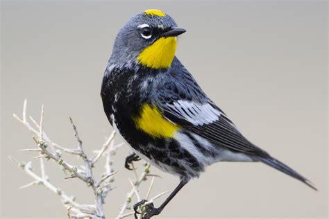 Bird Days of Summer - Bird Malheur National Wildlife Refuge ...