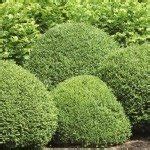 Common Boxwood Varieties: Learn About Different Types Of Boxwoods (With images) | Boxwood plant ...